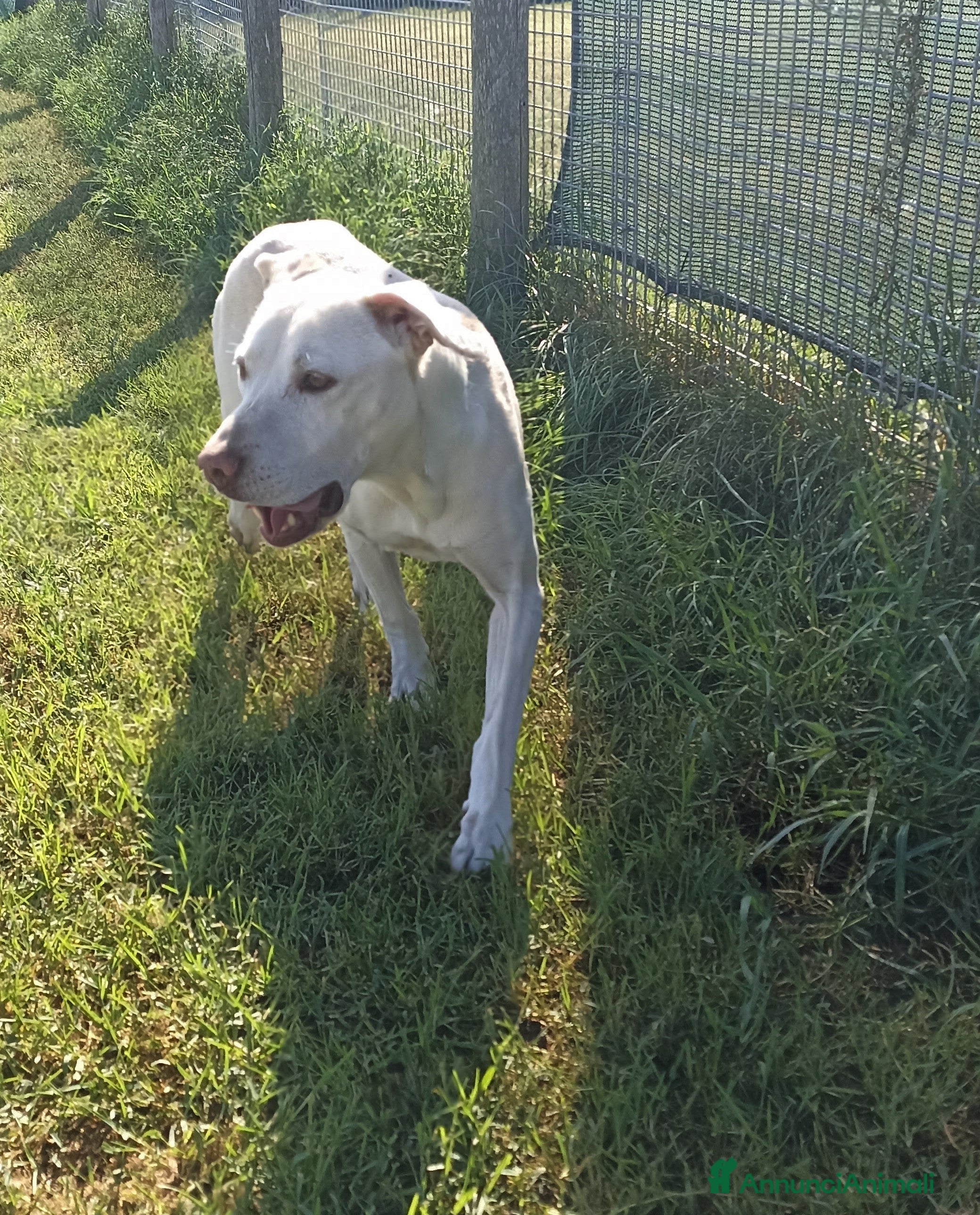 Meticcio cani Ursula, splendida meticcia in adozione a Provincia di Latina - Annuncio 2