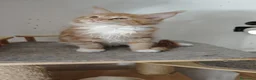 Maine Coon gatti in vendita: Maine Coon splendide femmine  - Annuncio 5