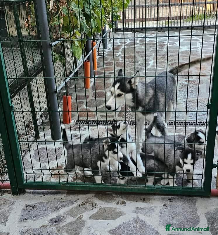 Husky cani Cuccioli di siberian husky  - Annuncio 6