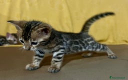 Bengala gatti in vendita: Cucciolo brown bengal a Città metropolitana di Roma Capitale - Immagine 4