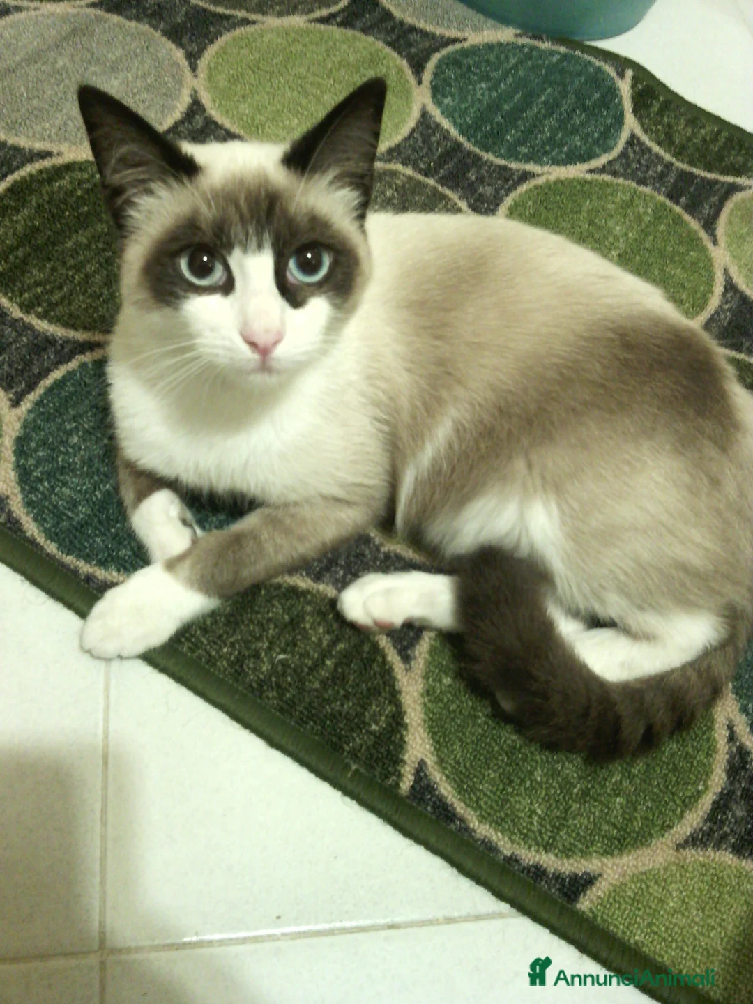 Altre razze gatti in vendita: Gattini siamesi snowshoes  - Annuncio 1