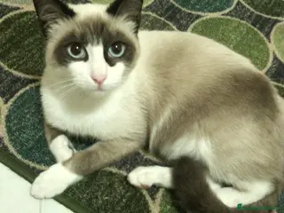 Altre razze gatti Gattini siamesi snowshoes - Annuncio 1