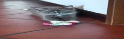 Maine Coon gatti in vendita: Cuccioli di Maine coon - Annuncio 2