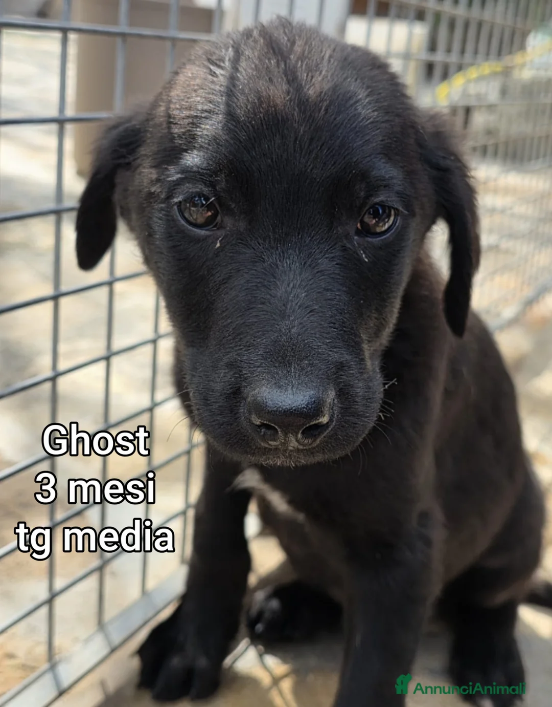 Meticcio cani in regalo: CUCCIOLI ESCLUSI E SOLI a Città Metropolitana di Genova - Annuncio 2