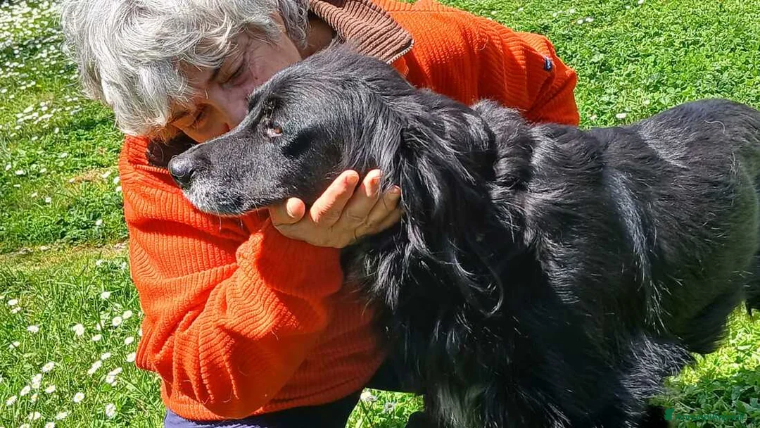 Meticcio cani in regalo: GREY UNA VITA MISERABILE DAVANTI A TUTTI - Annuncio 3