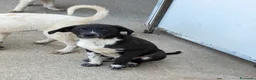 Meticcio cani in regalo: Olio maschio a Provincia di Reggio Emilia - Annuncio 3