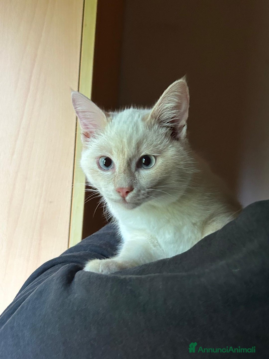 Europeo gatti in regalo: AURA CERCA CASA ❤️ - Annuncio 6