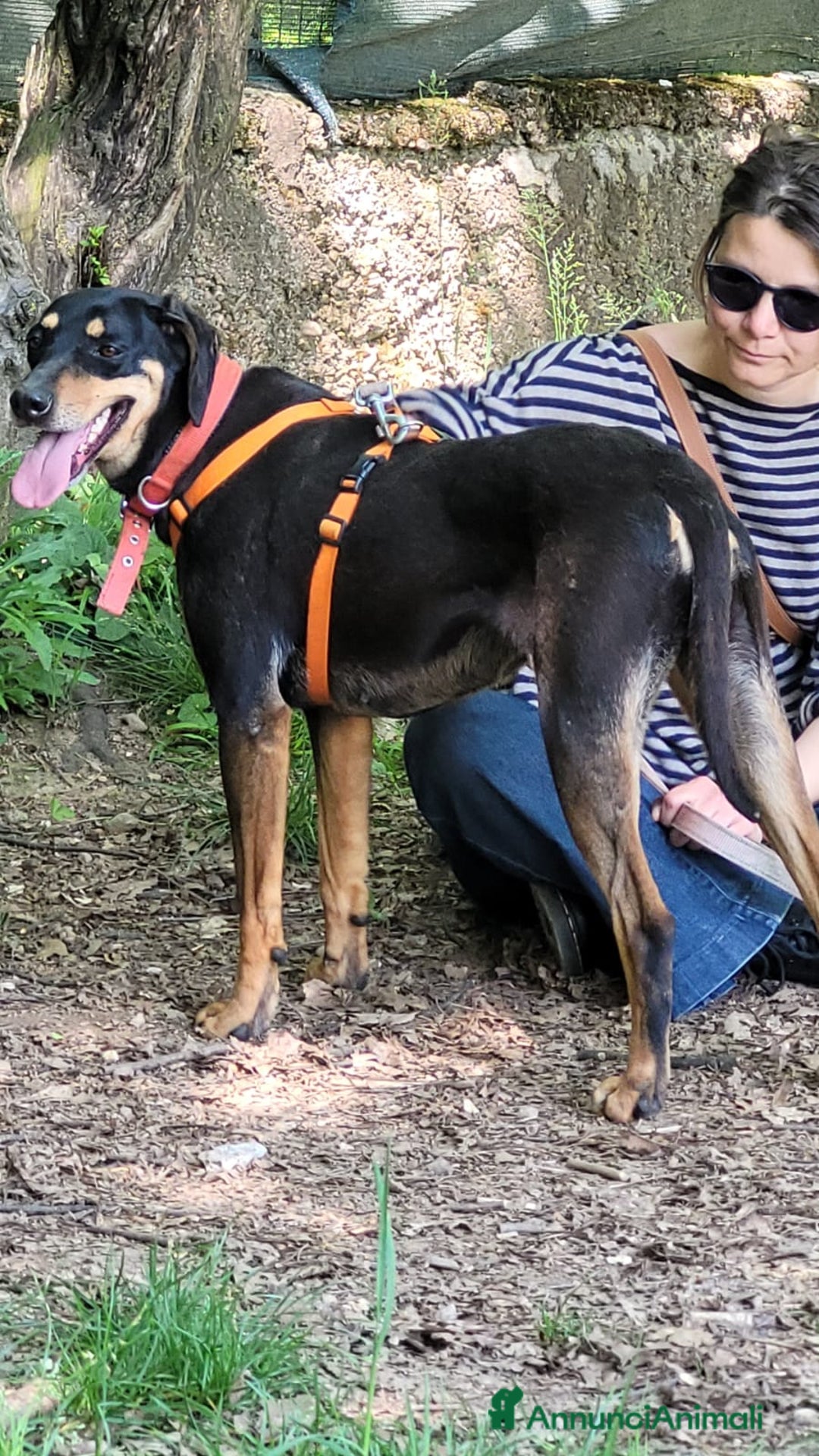 Segugio cani in regalo: Splendida mix segugio - SKYLAR a Città metropolitana di Milano - Annuncio 2