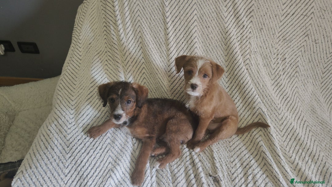 Meticcio cani in regalo: Regalo cuccioli di cane taglia piccola - Annuncio 4