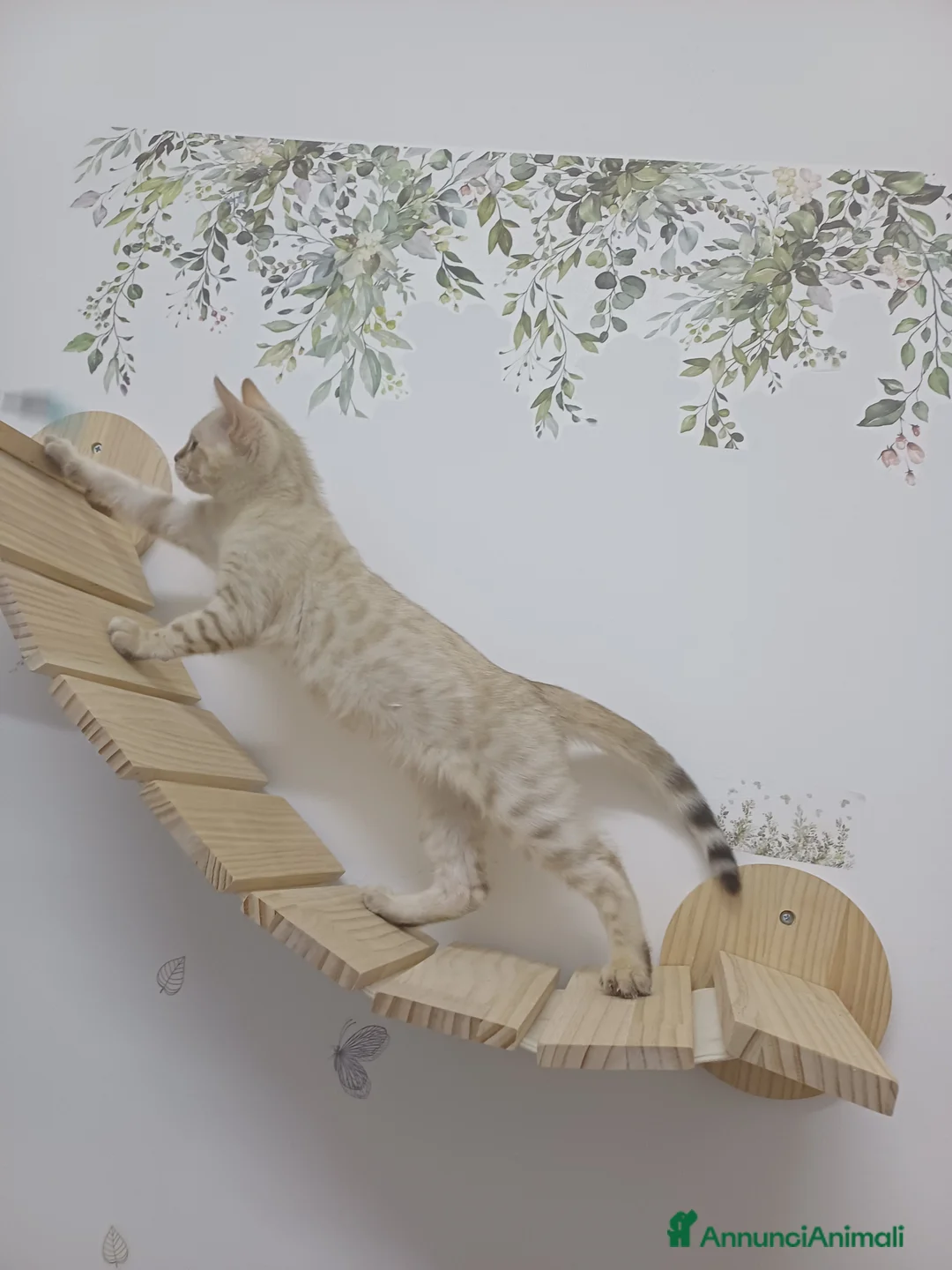 Bengala gatti in vendita: GATTO DEL BENGALA  - Annuncio 3