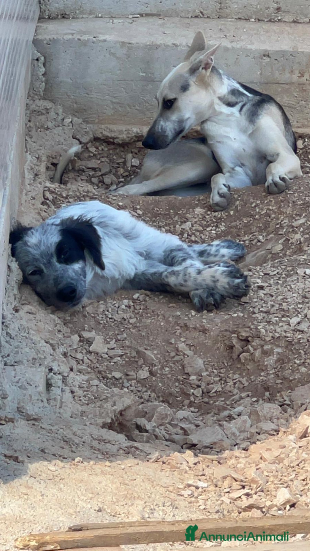 Meticcio cani in regalo: 3cuccioli di 6mesi NESSUNA RICHIESTA X LORO.BARI - Annuncio 2