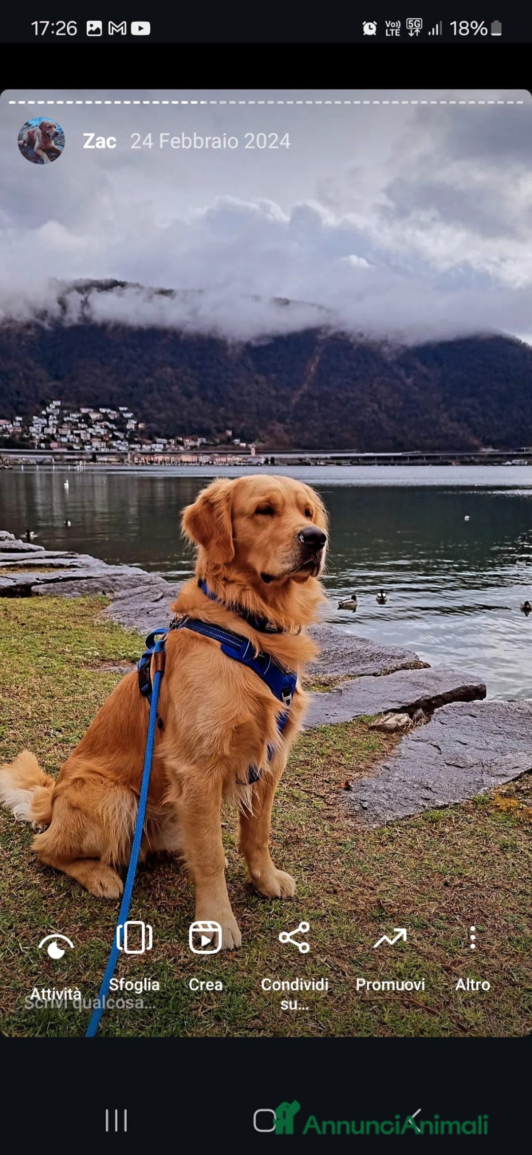 Golden Retriever cani in vendita: Cuccioli Golden Retriever  - Annuncio 3
