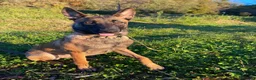 Pastore Belga cani in regalo: Adozione responsabile per Laylah a Provincia di Monza e della Brianza - Annuncio 10