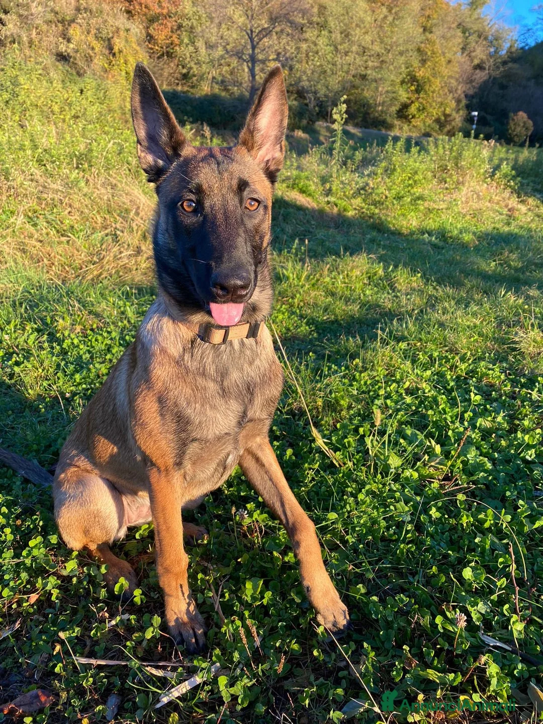 Pastore Belga cani in regalo: Adozione responsabile per Laylah a Provincia di Monza e della Brianza - Annuncio 10