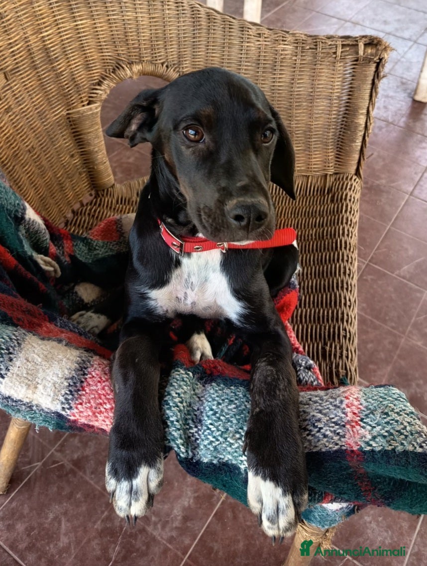 Meticcio cani UNA MAMMA PER HOLLY - Annuncio 5