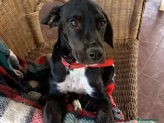 Meticcio cani UNA MAMMA PER HOLLY - Annuncio 6