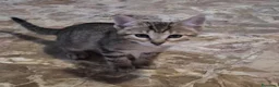 Europeo gatti in regalo: Gattini in cerca di casa a Città metropolitana di Milano - Annuncio 4