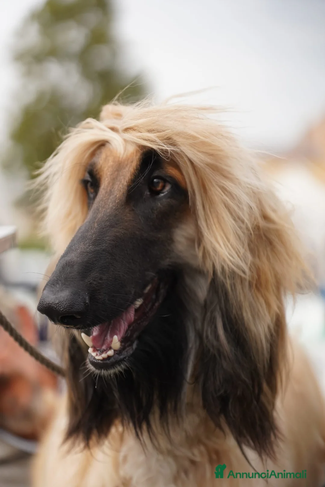 Levriero cani in vendita: LEVRIERO AFGANO BELLISSIMI CUCCIOLI - Annuncio 5