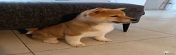 Shiba Inu cani in vendita: Cucciolo di shiba - Annuncio 4