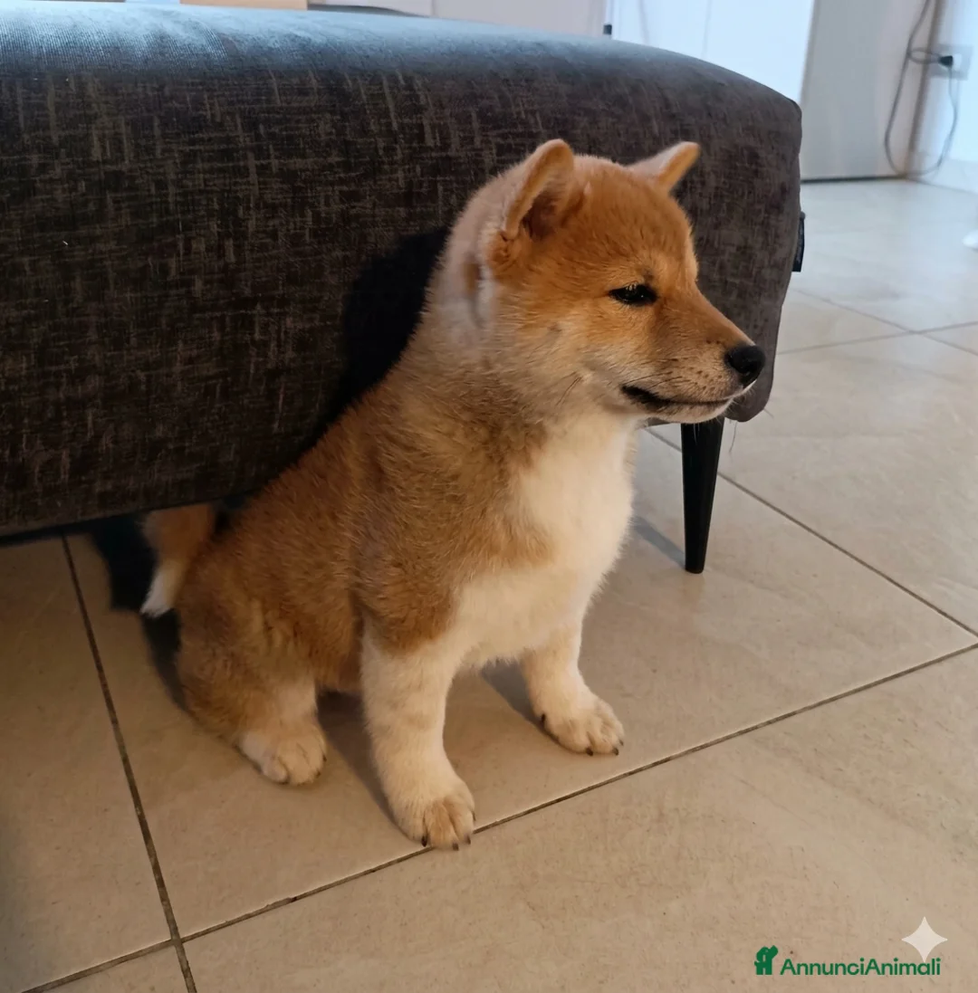 Shiba Inu cani in vendita: Cucciolo di shiba - Annuncio 4