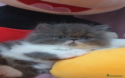Persiano gatti in vendita: Cucciolo persiano ipertipico maschio a Provincia di Brindisi - Immagine 3