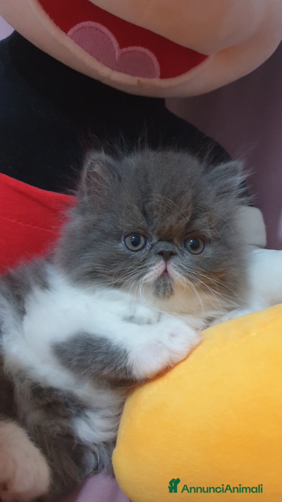 Persiano gatti in vendita: Cucciolo persiano ipertipico maschio a Provincia di Brindisi - Immagine 3