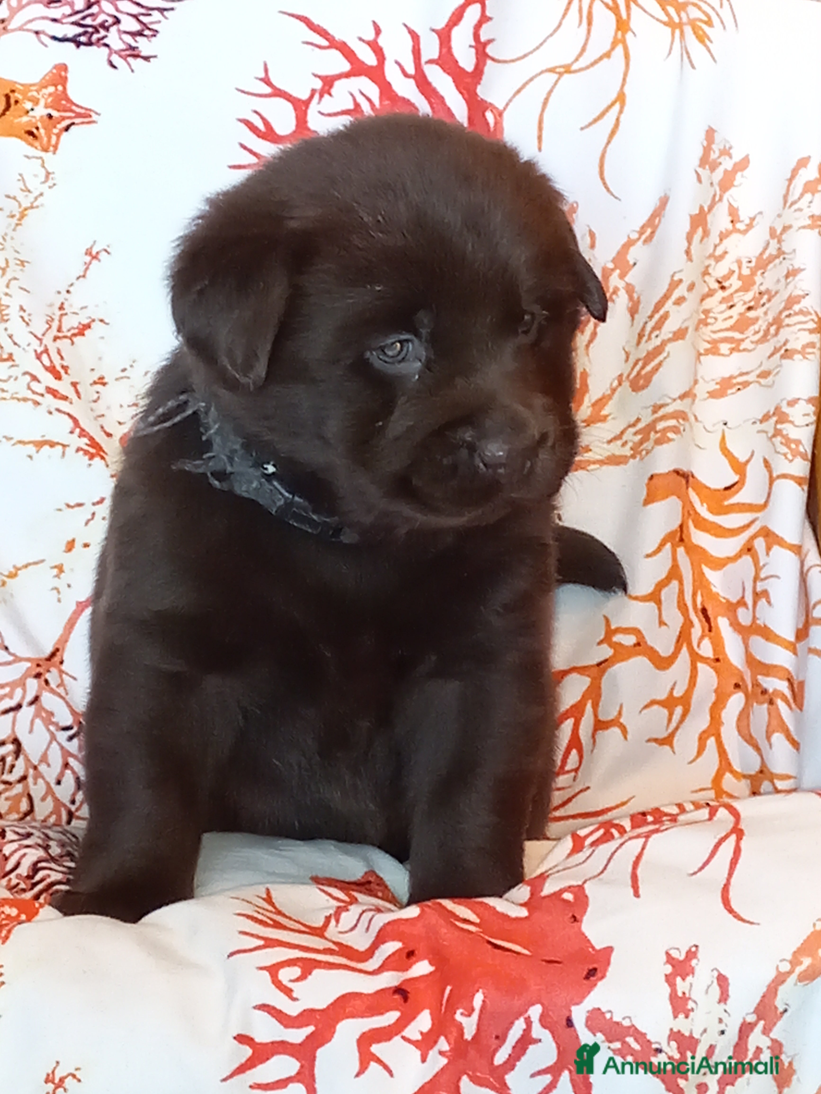 Labrador cani Labrador cioccolato con pedigree  - Annuncio 13