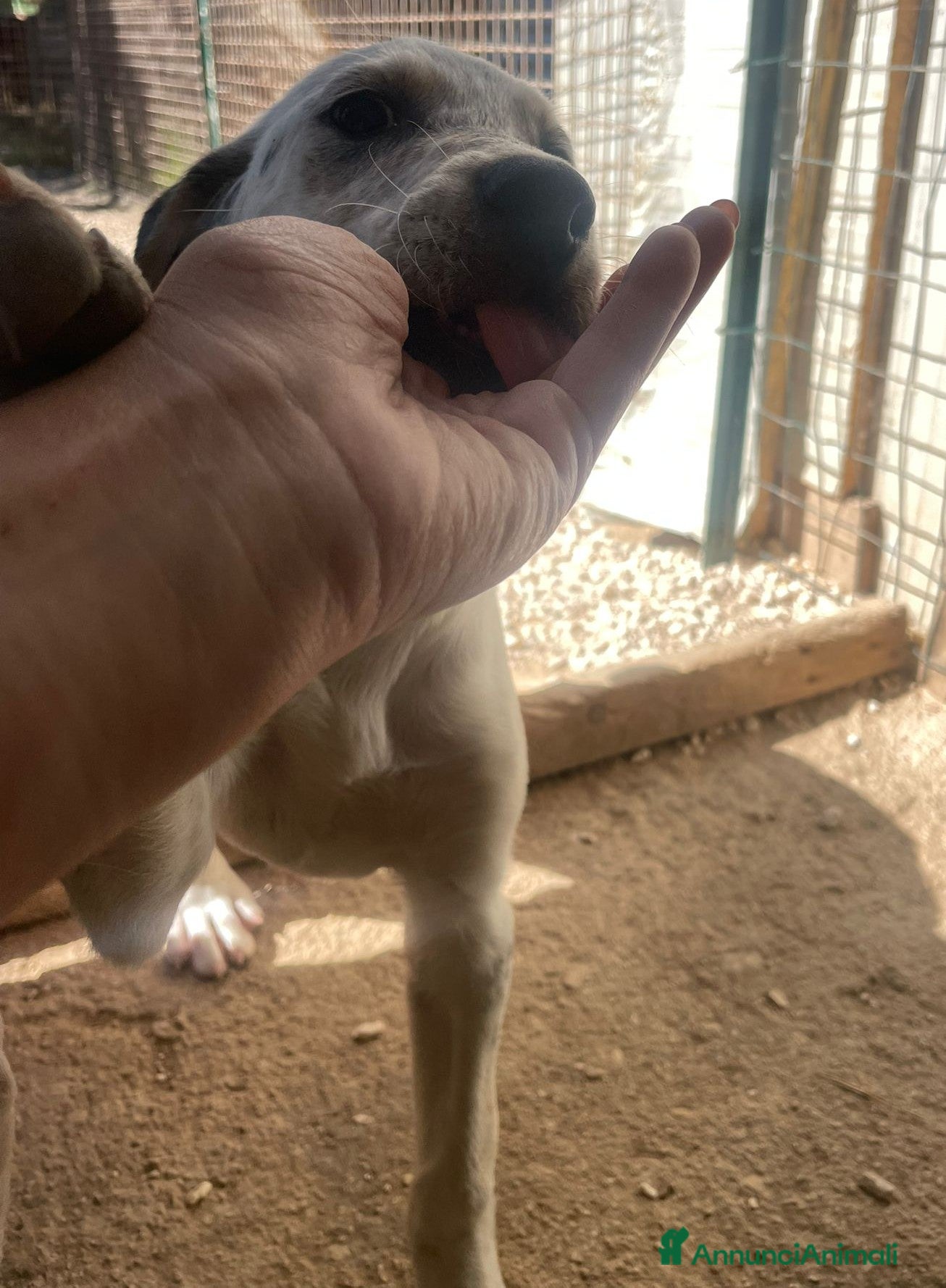 Meticcio cani SIMPATICA CUCCIOLOTTA DA ADOTTARE - Annuncio 1