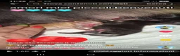 Volpino Pomerania cani in vendita: Spitz di pomerania nano - Annuncio 5