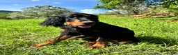 Setter Gordon cani in vendita: Cucciolo setter Gordon  - Annuncio 4