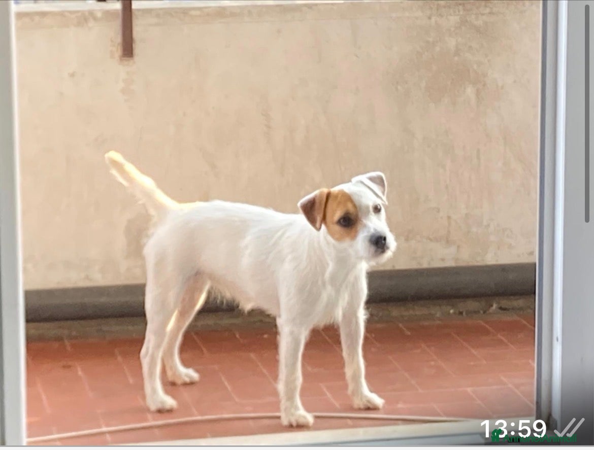 Parson Russell cani Famiglia per Kira - Annuncio 1