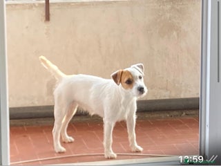 Parson Russell cani in regalo: Famiglia per Kira - Annuncio 1