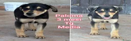 Meticcio cani in regalo: TROPPI CUCCIOLI SOLI IN RIFUGIO  a Provincia di Verona - Annuncio 12