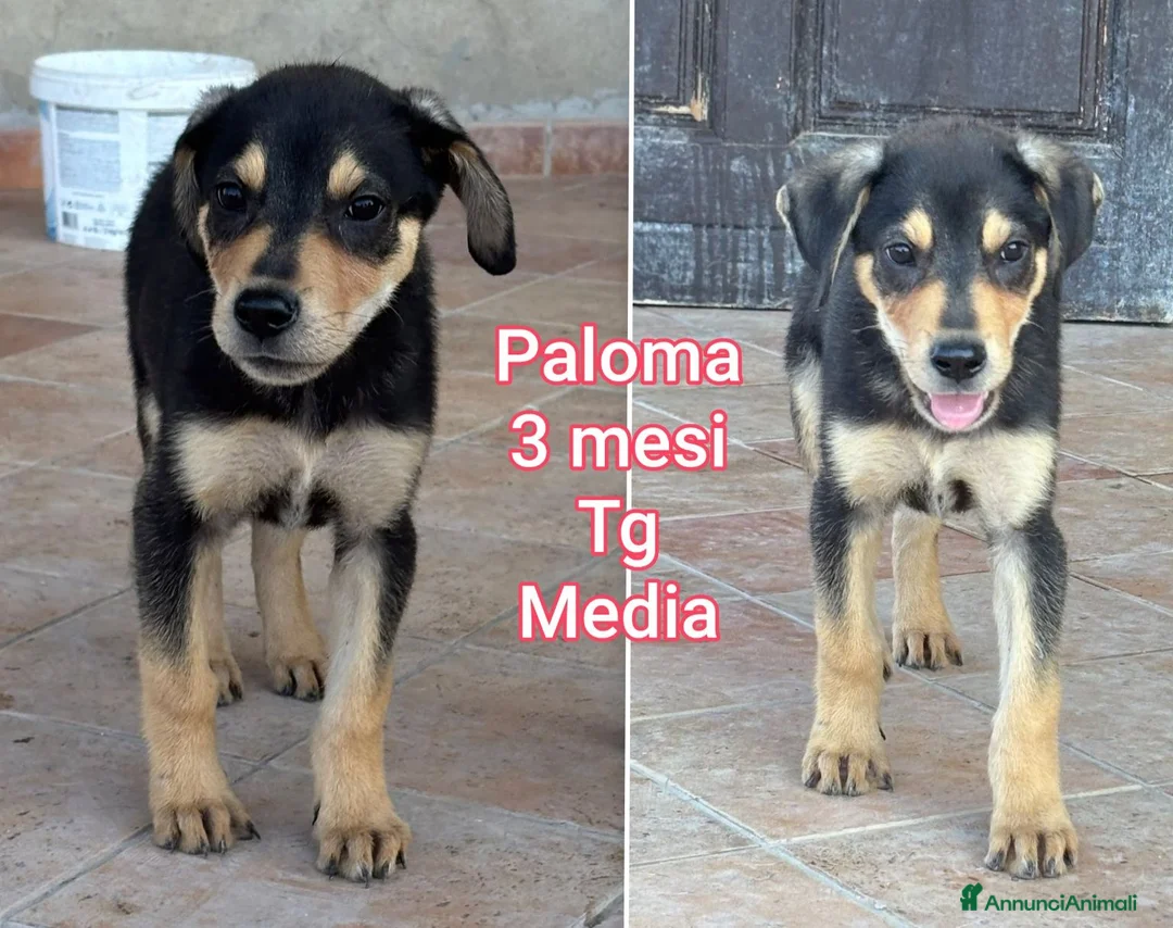 Meticcio cani in regalo: TROPPI CUCCIOLI SOLI IN RIFUGIO  a Provincia di Verona - Annuncio 12