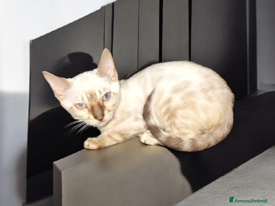 Bengala gatti in vendita: Gattini del Bengala  - Annuncio 2