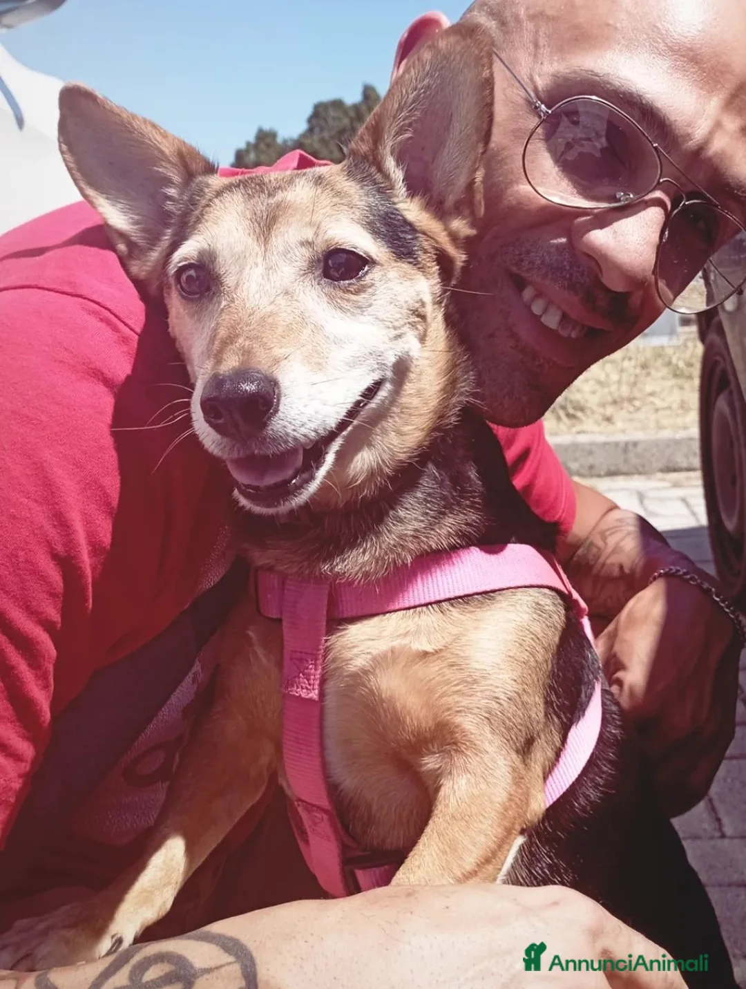 Meticcio cani in regalo: Kira cerca una famiglia amorevole  a Città Metropolitana di Torino - Annuncio 1