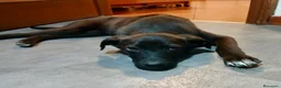 Meticcio cani in regalo: Totò  - Annuncio 1