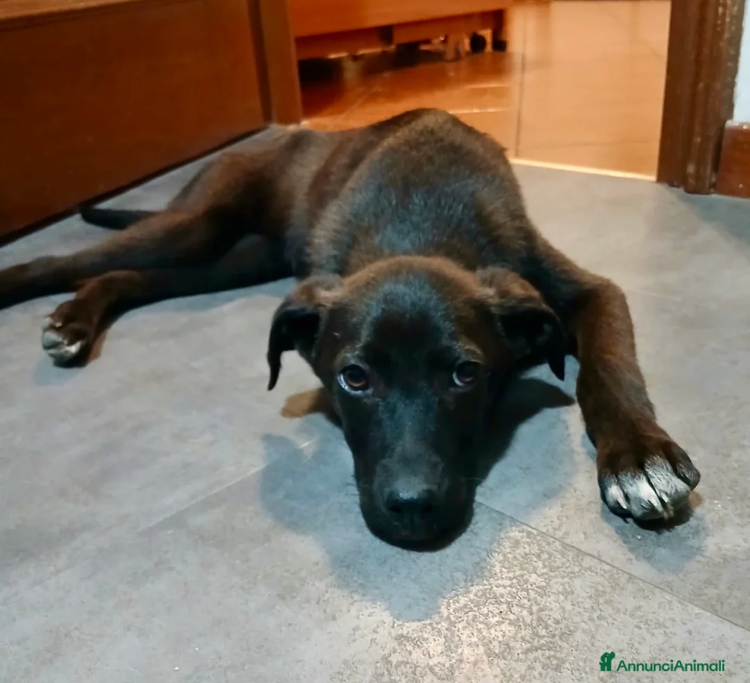 Meticcio cani in regalo: Totò  - Annuncio 1