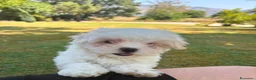 Maltese cani in vendita: Cucciola di Maltese a Provincia di Frosinone - Annuncio 5