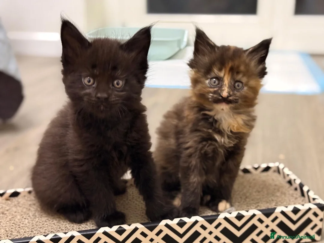 Maine Coon gatti in vendita: Cuccioli di Maine Coon disponibili - Annuncio 4