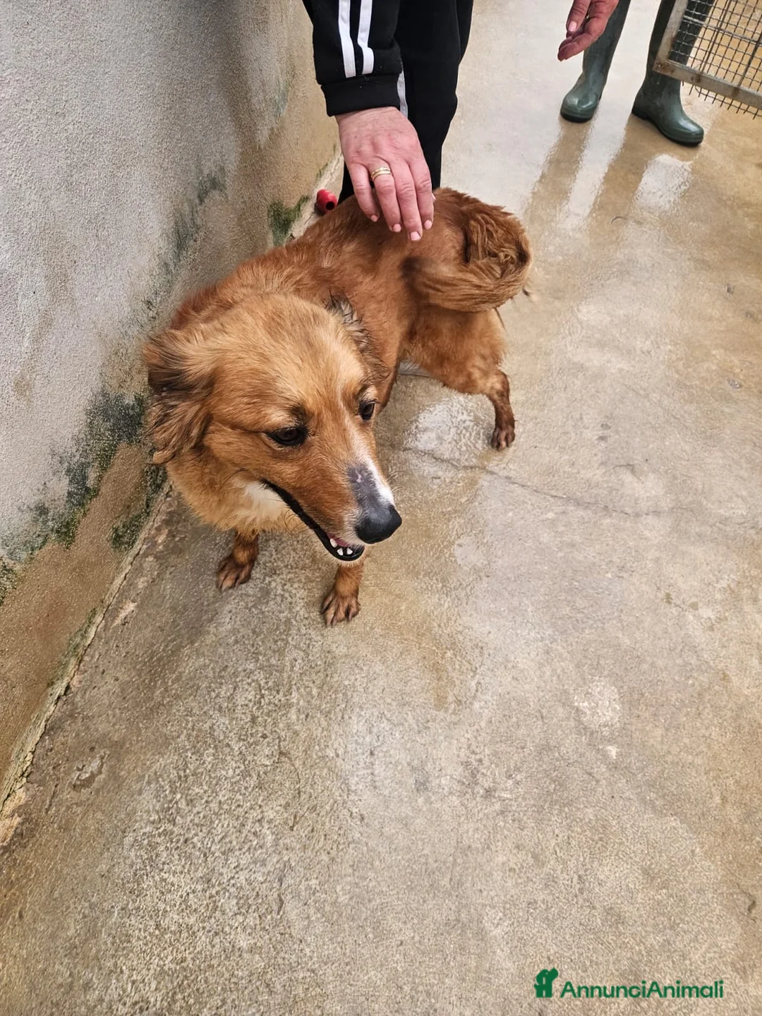 Meticcio cani in regalo: Stefi: 2 anni taglia contenuta  - Annuncio 2