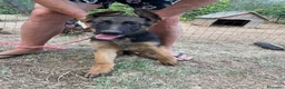 Pastore Tedesco cani in vendita: Cuccioli da esposizione  - Annuncio 16