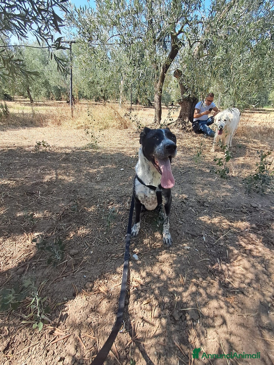 Meticcio cani in regalo: FENICE, dolcissima cagnolona a Provincia di Treviso - Annuncio 2