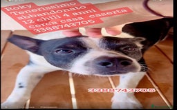 Meticcio cani in regalo: Rocky 4anni kg12 mollato mesi fa.CASERTA HELP a Città metropolitana di Milano - Immagine 7