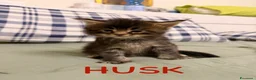 Maine Coon gatti in vendita: Cuccioli di Maine Coon disponibili - Annuncio 2