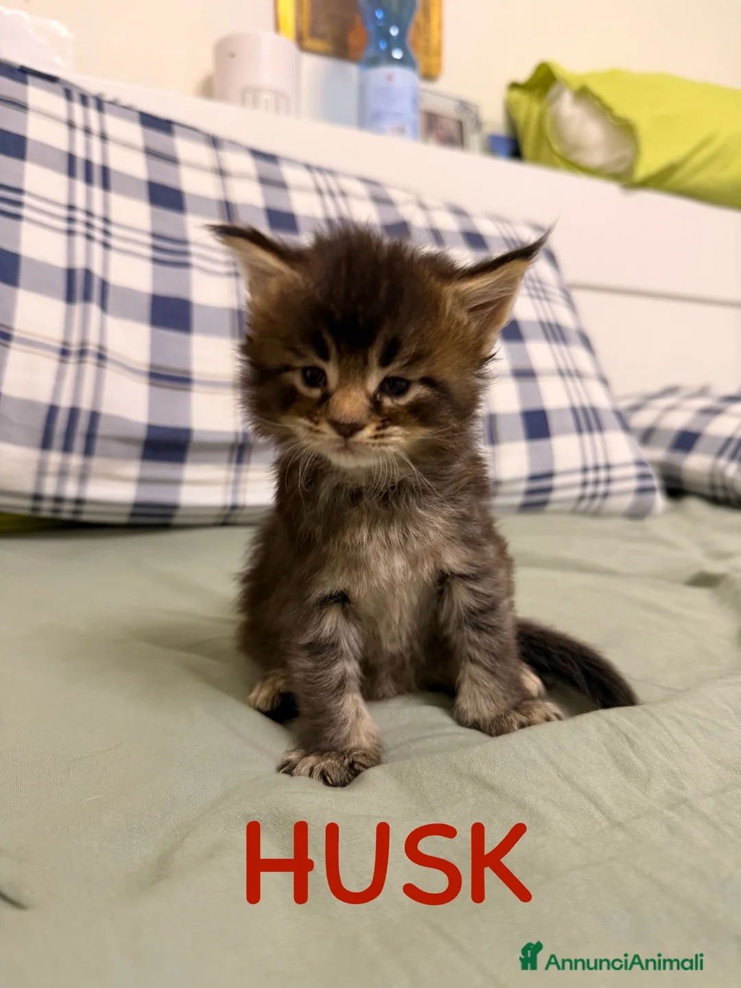 Maine Coon gatti in vendita: Cuccioli di Maine Coon disponibili - Annuncio 2