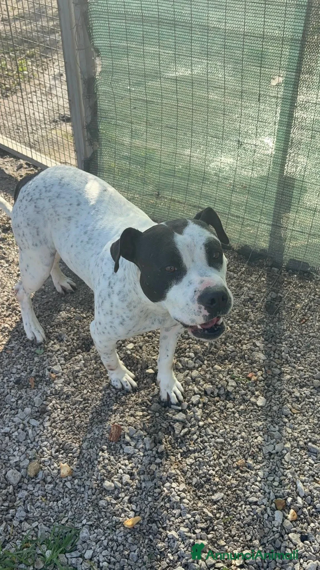 Altre razze cani in regalo: Desy solo 2 anni, mollossina taglia contenuta  - Annuncio 3