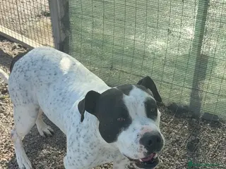 Altre razze cani Desy, dolcissima, taglia media contenuta, 2 anni - Annuncio 2