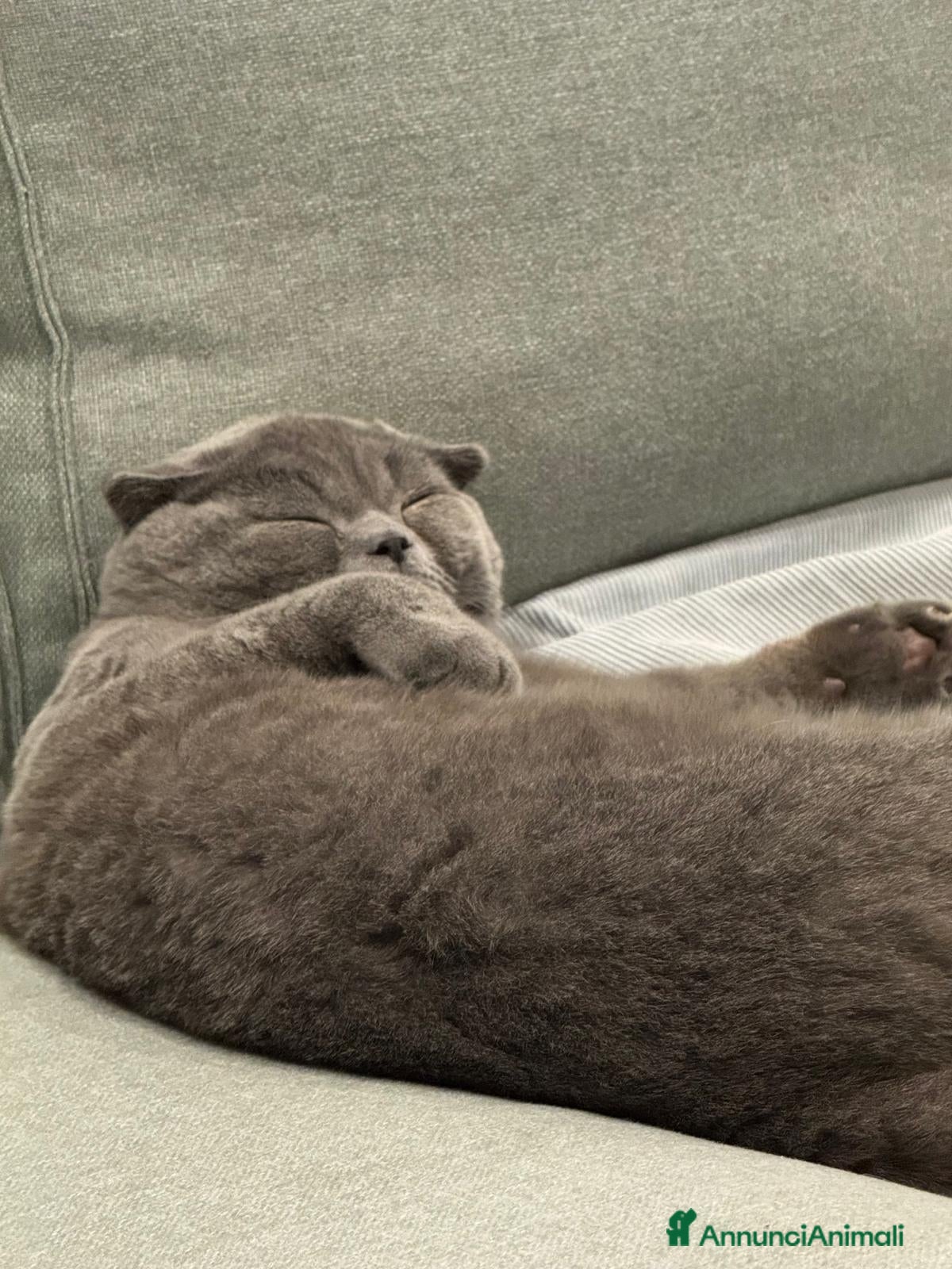 Scottish gatti 🐾 Scottish Fold con pedigree – zona Treviso 🐾 - Annuncio 1