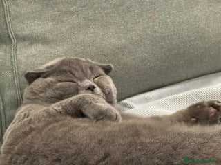 Scottish gatti 🐾 Scottish Fold con pedigree – zona Treviso 🐾 - Annuncio 1